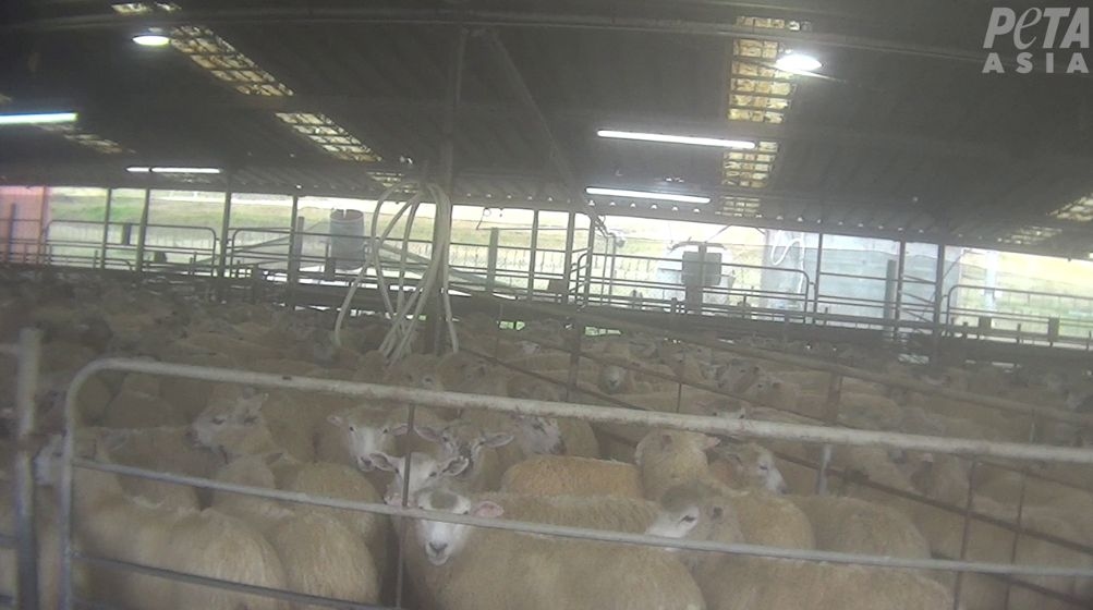 PETA Slams ZQ ‘Ethical' Claims After New Sheep Slaughter Investigation—Animals Improperly Stunned, Throats Slit