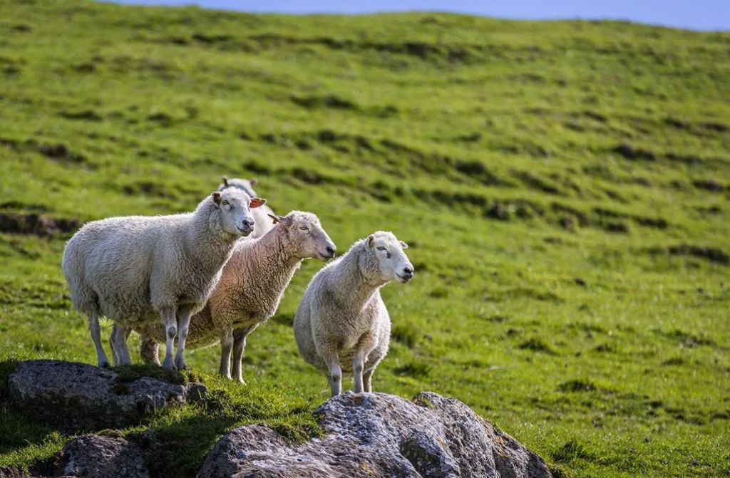 From Microbes To Markets: What It Takes To Deliver Methane Vaccines For Livestock