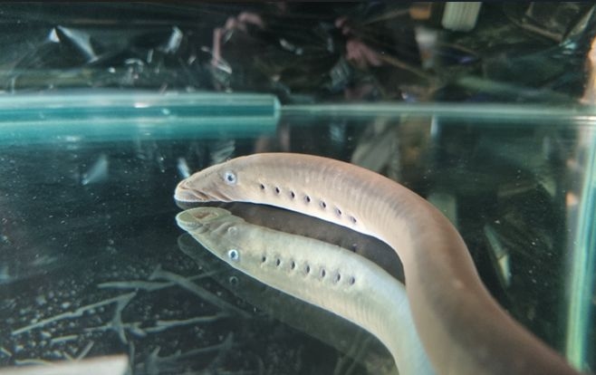 New Research Urges Major Policy Reset For Moving Native Freshwater Species In Aotearoa