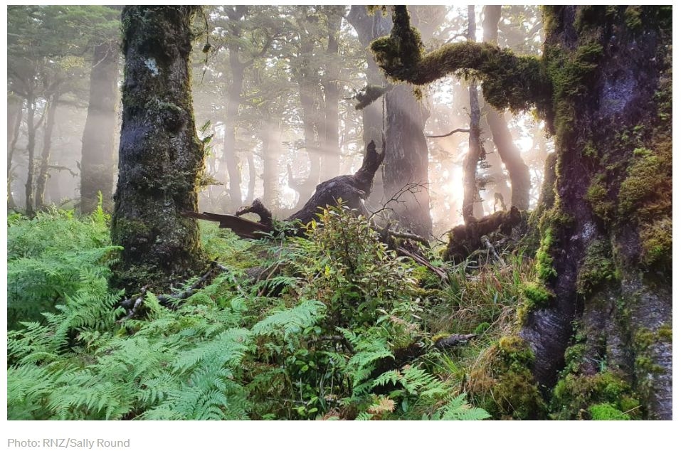 Country Life: Dollars For Nature – Can Biodiversity Credits Fix NZ's Conservation Woes?