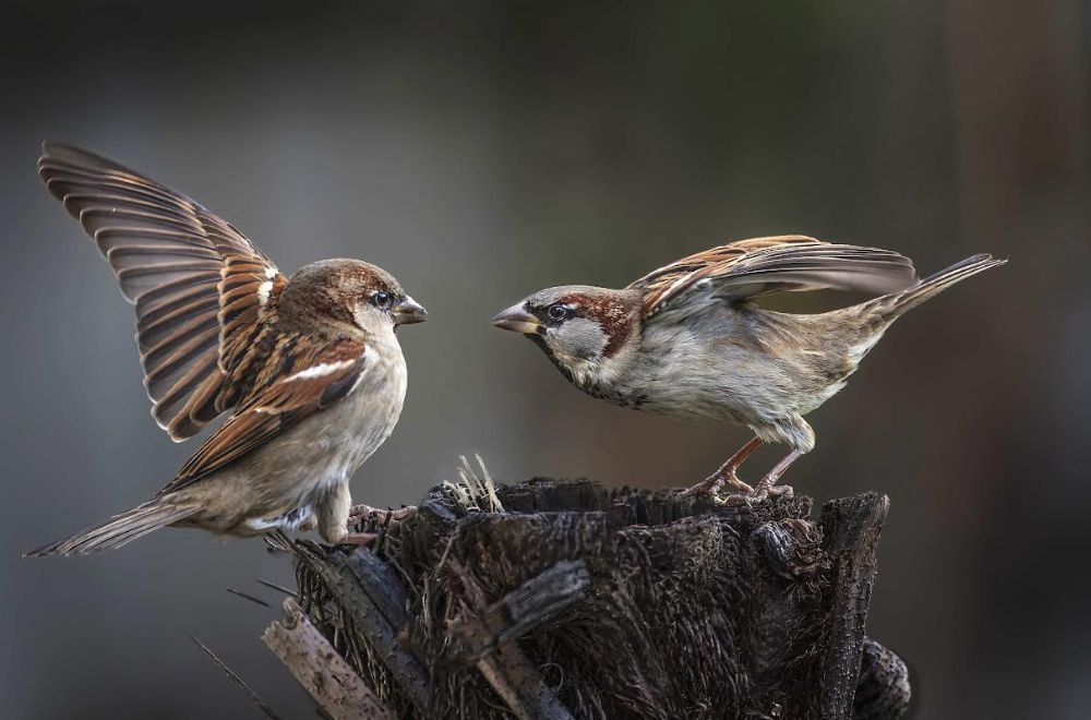 How Have Our Garden Birds Been Tracking Since 2014?