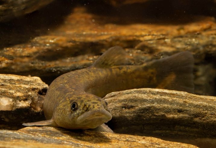 Study Hooks Into Efforts To Save Critically Endangered Fish