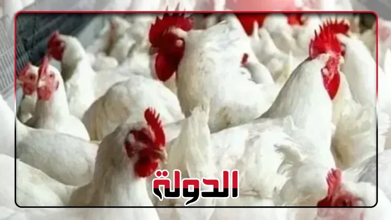 شعبة الدواجن: الأسعار انخفضت 40%.. والكيلو يصل للمستهلك بـ72 جنيها