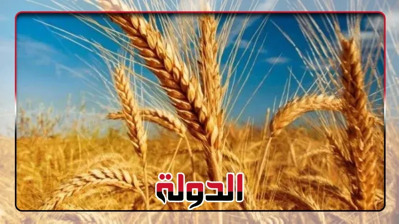 روسيا تلغى ضريبة تصدير القمح لأول مرة منذ 2021 لتعزيز مبيعاتها العالمية