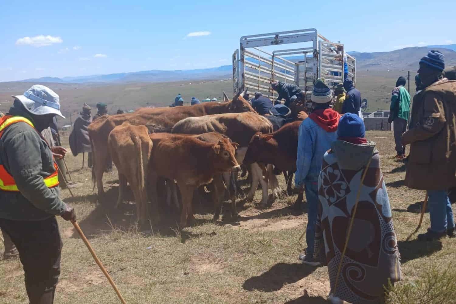 Two Lesotho shepherds killed in violent stock theft incident