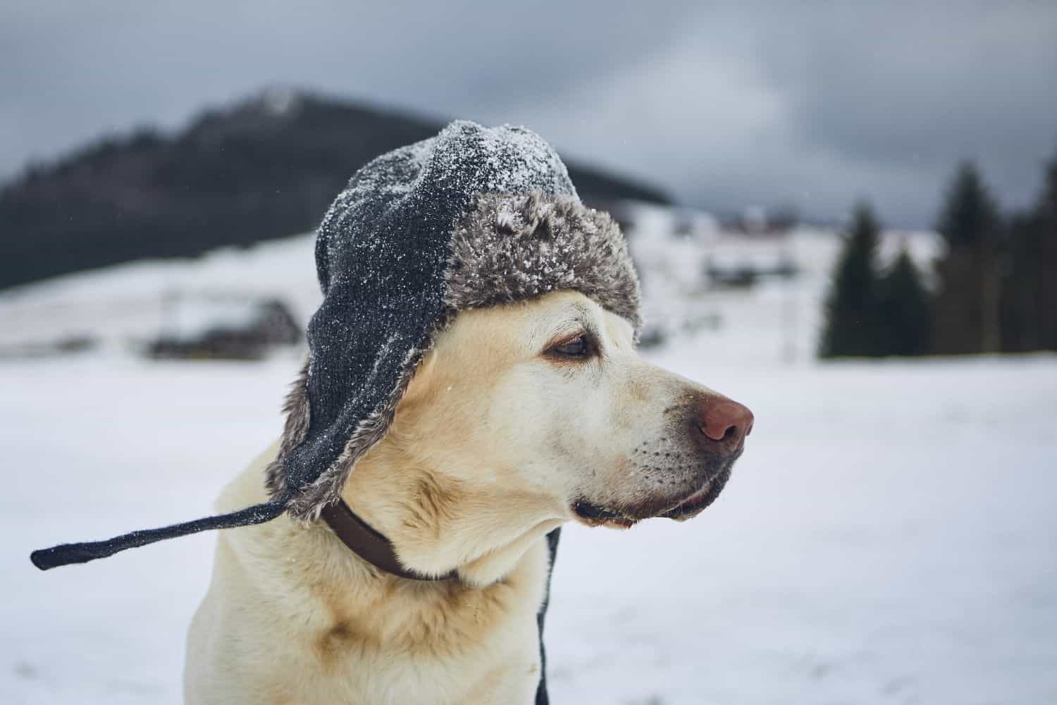 Severe weather ahead: Heavy rains, gale-force winds, icy cold and plenty of snow across SA