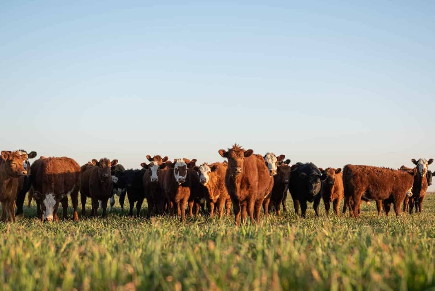Foot and mouth disease successfully contained in two provinces