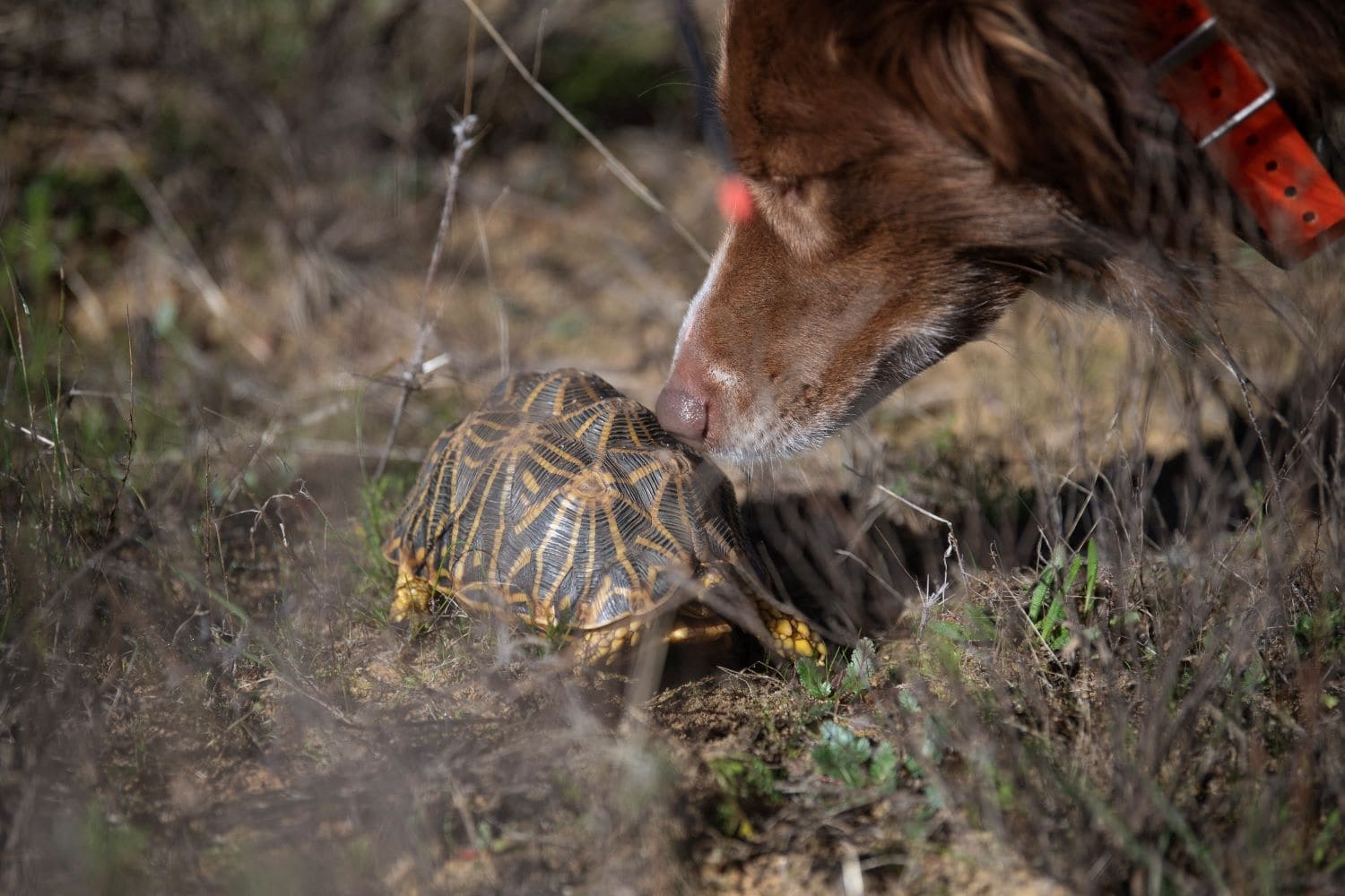 SA organisation uses dogs to sniff out endangered tortoises