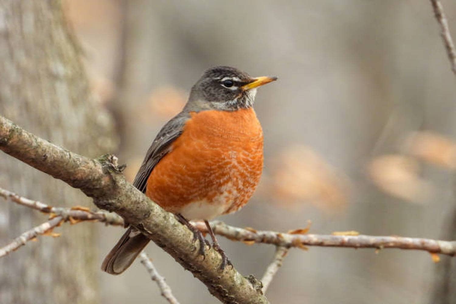A little redbird of happiness