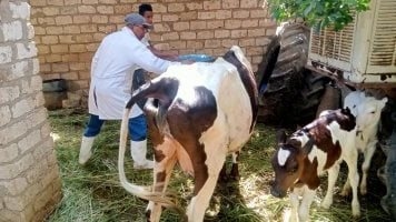 حكم كيِّ الماشية بالنار لتمييزها عن غيرها.. دار الإفتاء تجيب