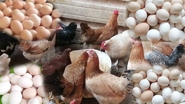 انخفاض جديد.. مفاجأة في أسعار الدواجن والبانيه اليوم الأربعاء