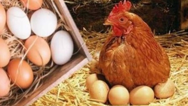 هبوط جديد.. انخفاض أسعار الدواجن البيضاء ومفاجأة فى البانيه