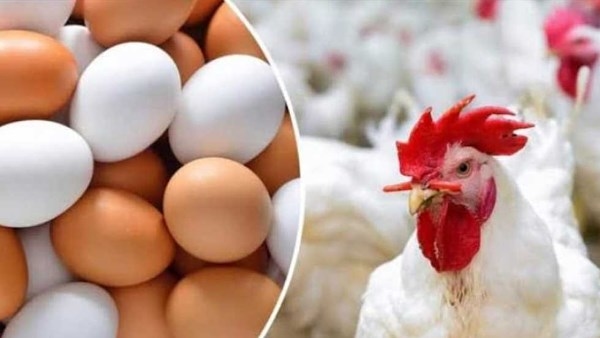 إغراء كبير في سعر الفراخ البيضاء حتى منتصف الأسبوع.. والبيض مفاجأة