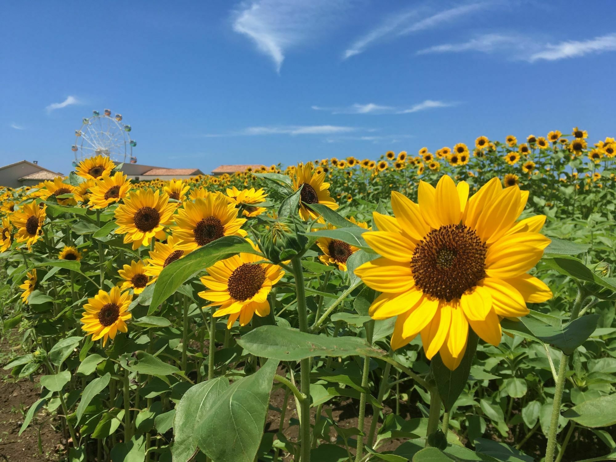 8 best places to see glorious sunflowers in and near Tokyo