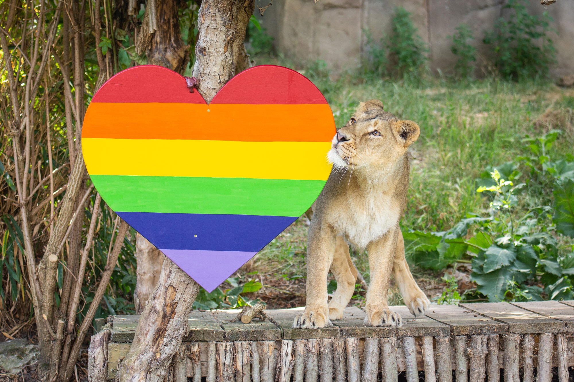 Zoo Nights Pride Takeover