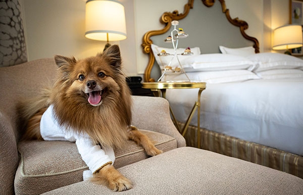 This New York landmark is one of the best pet-friendly hotels in the U.S.