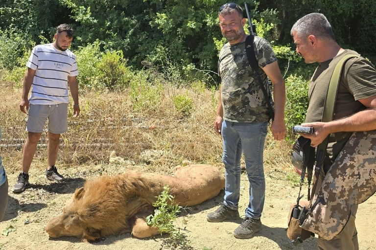Escaped lion shot dead in Turkey after attacking worker