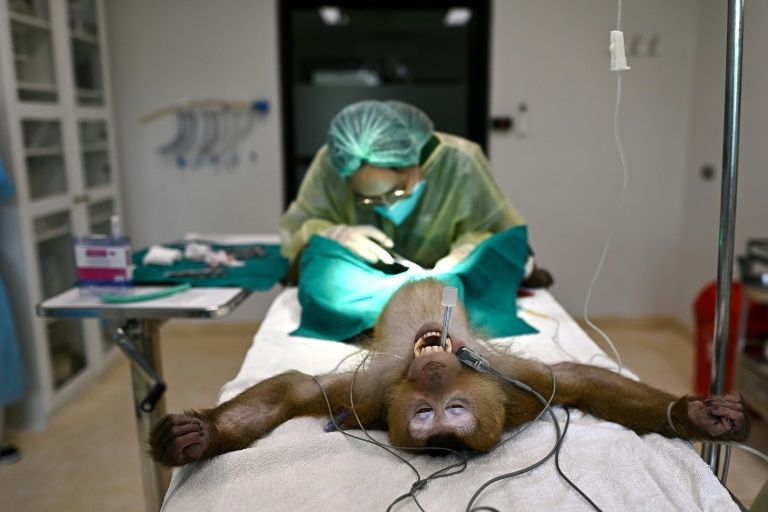 Sunbears to elephants: life at a Thai wildlife hospital
