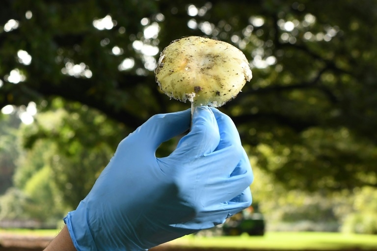 Sweet-smelling fungi at centre of Australian triple-murder trial