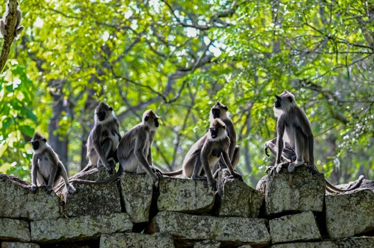 Sri Lanka counts seven million crop-busting monkeys