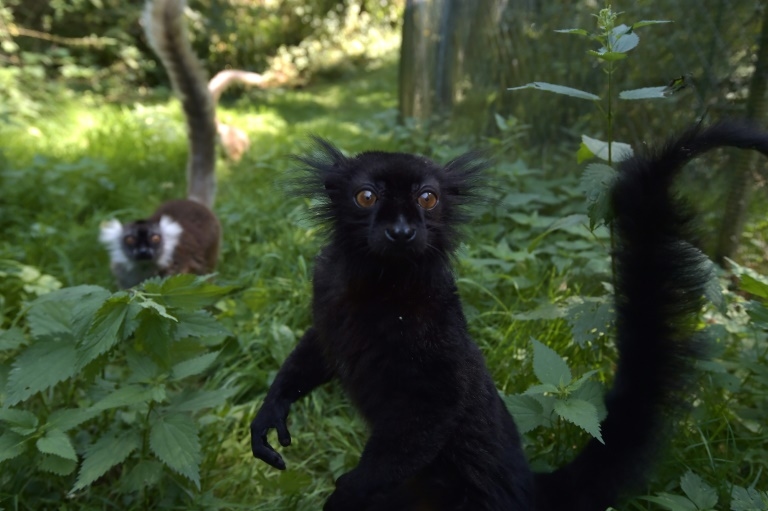 Alpha males are rare among our fellow primates: scientists