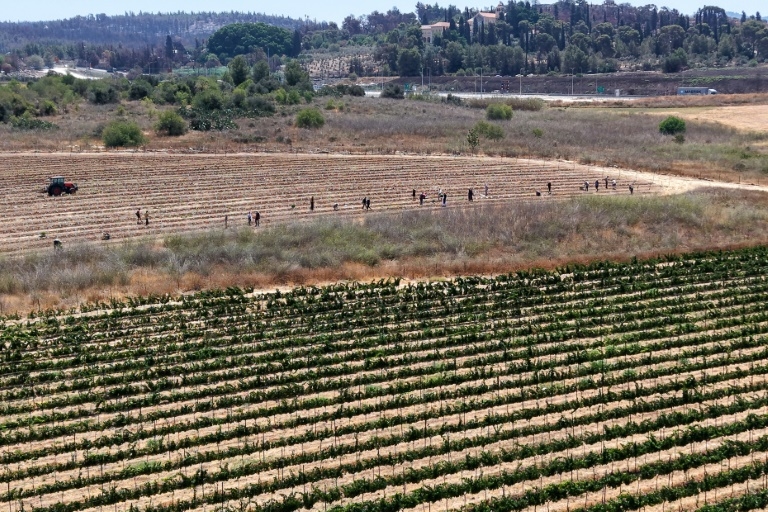 New vines bring hope to Israeli monastery scorched by wildfire