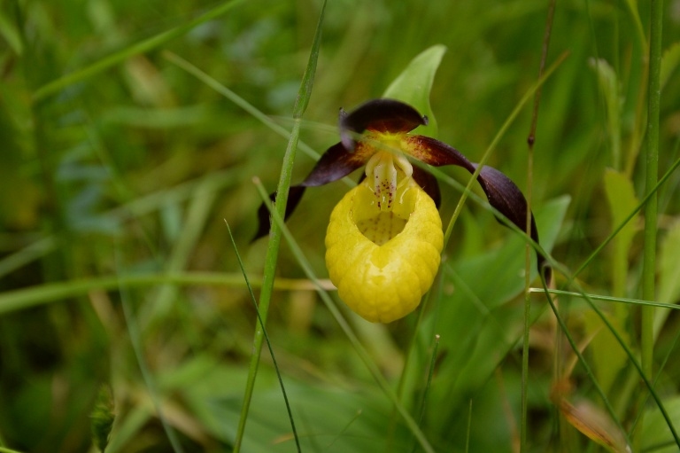 New rare wild orchid seen in UK for first time in 100 years