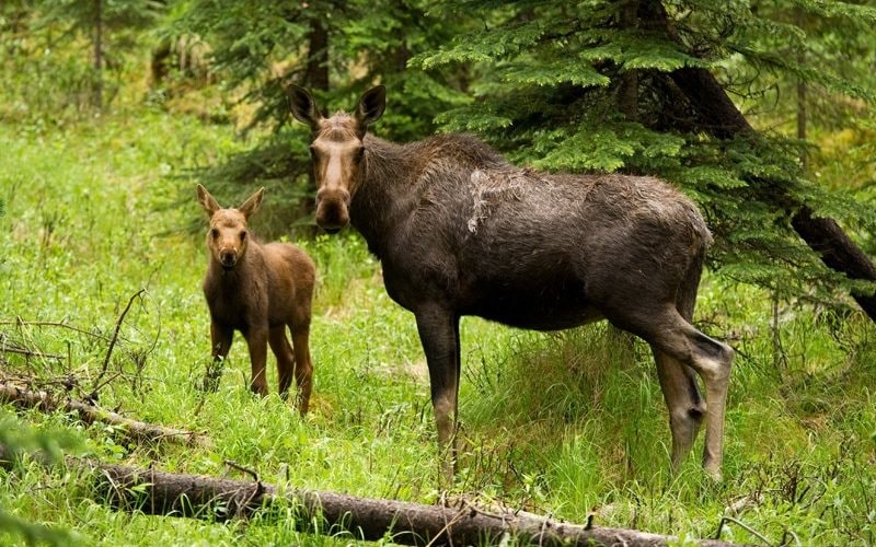 Elk could return to UK after 3,000 years