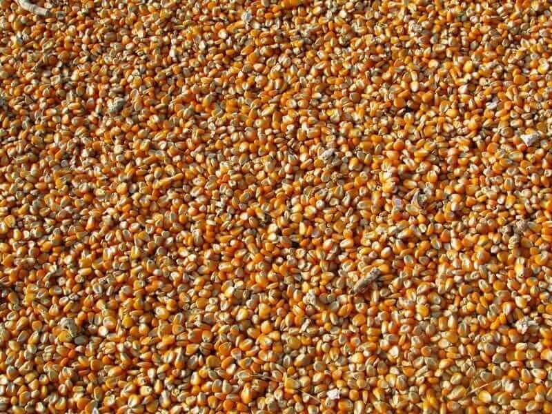 Corn Falling Lower on Friday