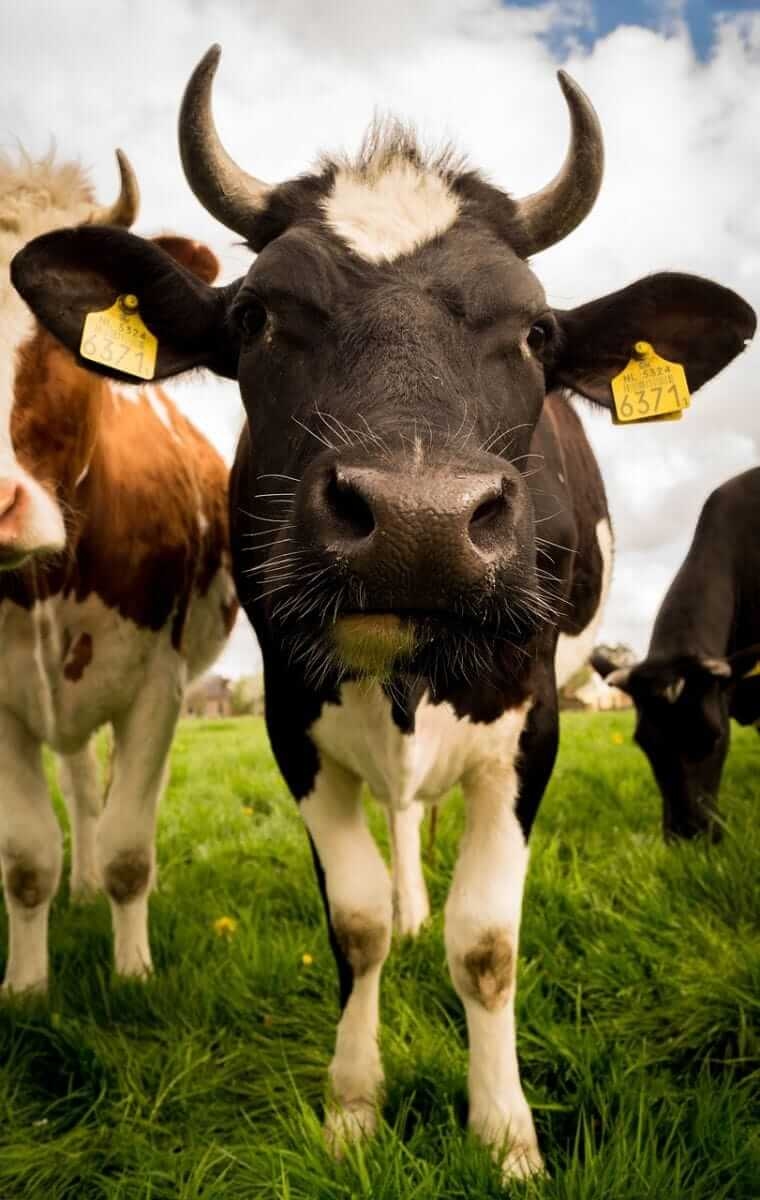 Cattle Resuming Rally to Contract Highs on Wednesday
