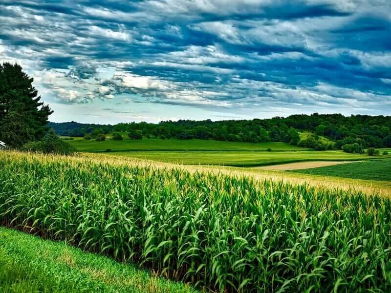 Corn Weakness Extending to Tuesday's Midday