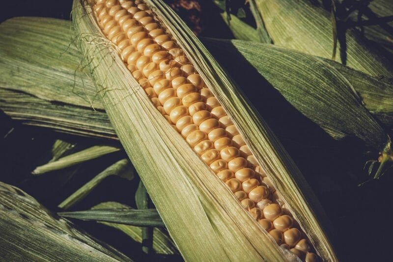 Corn Bulls Get a Bounce into the Weekend