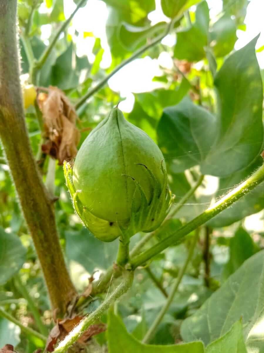 Cotton Posting Early Thursday Gains
