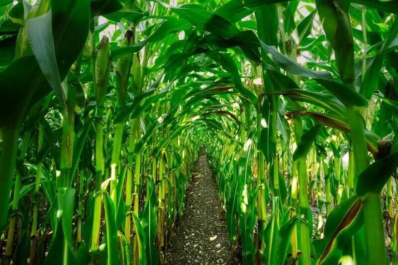 Corn Falls on Monday as Some Tariffs Get an Increase