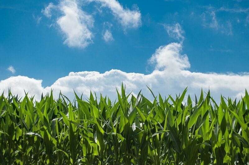 Corn Seeing Buying Ahead the Weekend