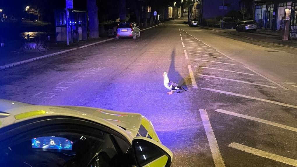 Police quack lost duck case in real life Hot Fuzz