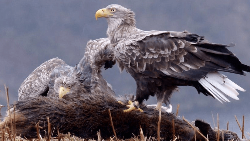 UK's oldest wild White-tailed Eagle dies aged 32