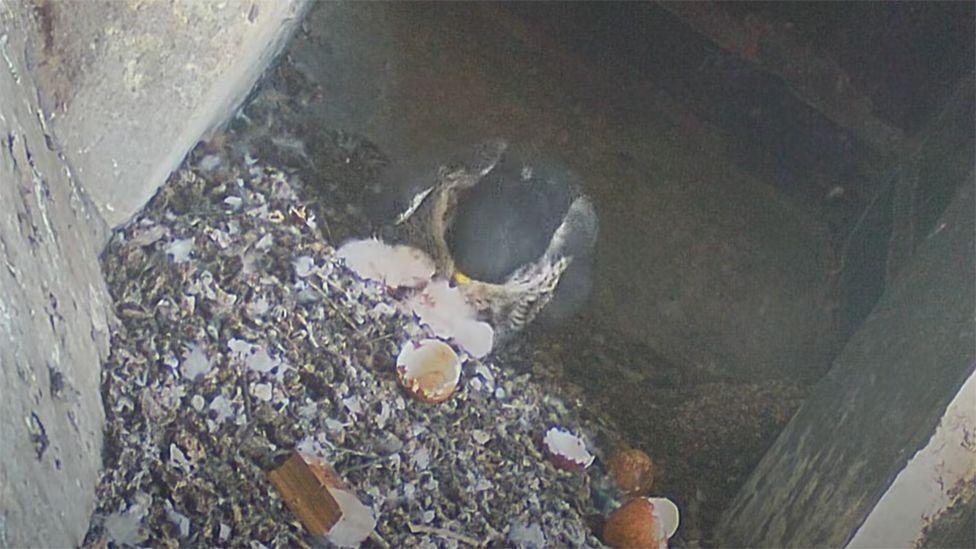 Three peregrine falcon chicks hatch at Cathedral