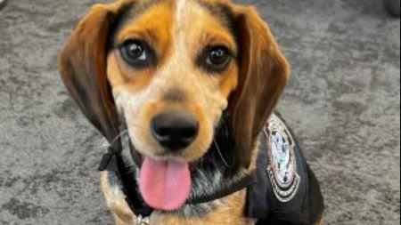 Egyptian man kicks customs dog airborne at Washington DC airport