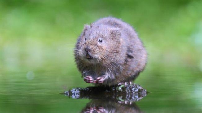 Water voles are almost extinct - could glitter save them?