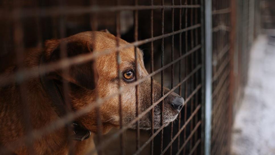 Imported dogs 'posing risk to UK', RSPCA warns