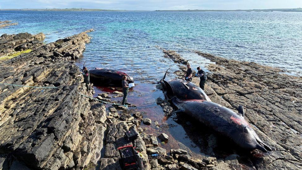Three whales found dead in Orkney stranding