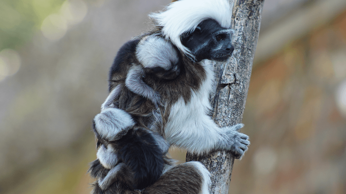Zoo celebrates birth of endangered tamarin twins