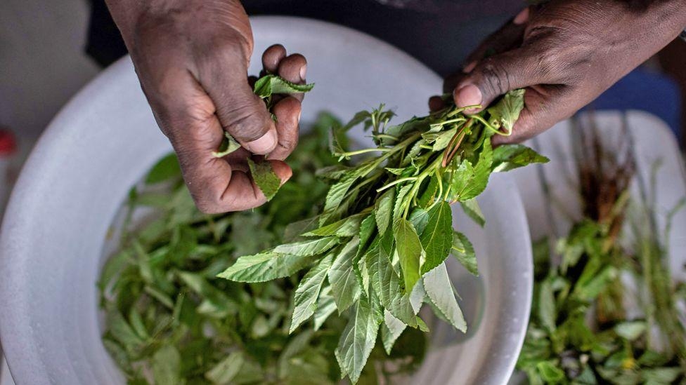 Forgotten 'weeds' prove a culinary hit in Kenya