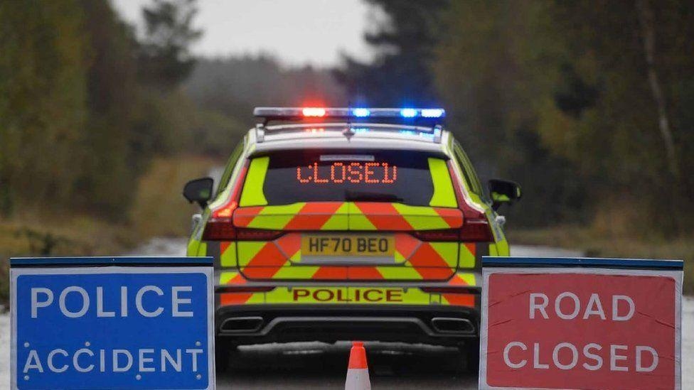 Bull killed and people injured in A31 crash