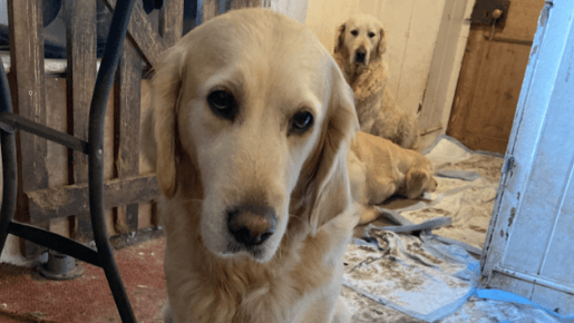 Golden Retriever attraction shuts after court case