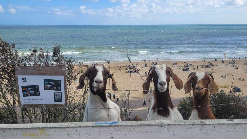 Beach visitors warned not to pet cliffside goats