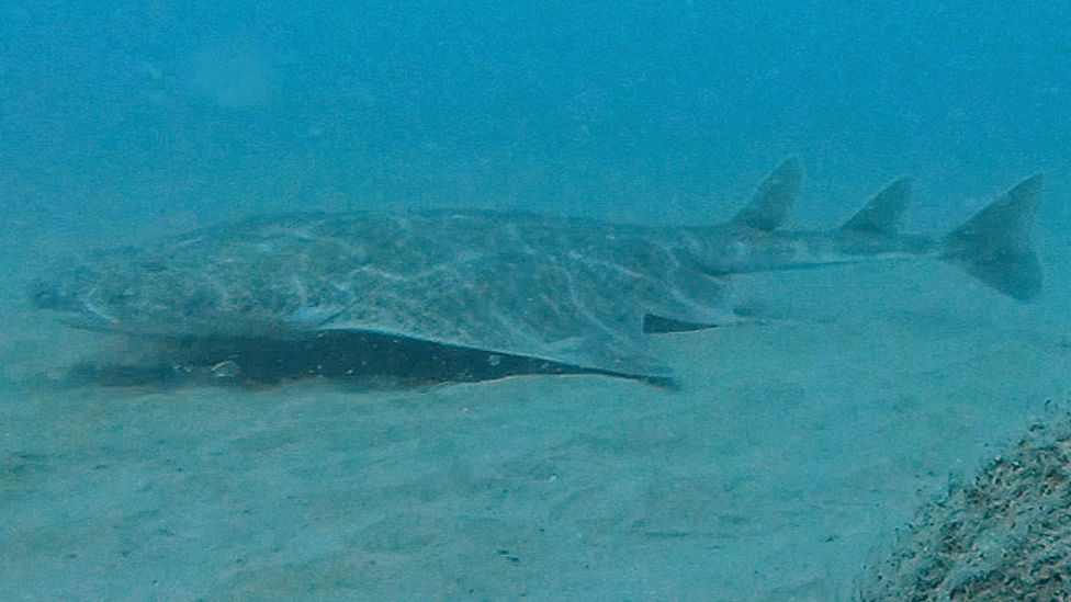 'Exciting encounter' with endangered shark in bay