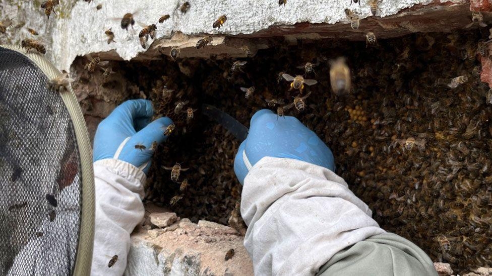 Bee colony biggest I've dealt with, says keeper