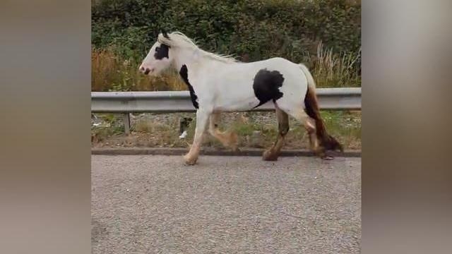 M69 reopens after loose horse stops traffic